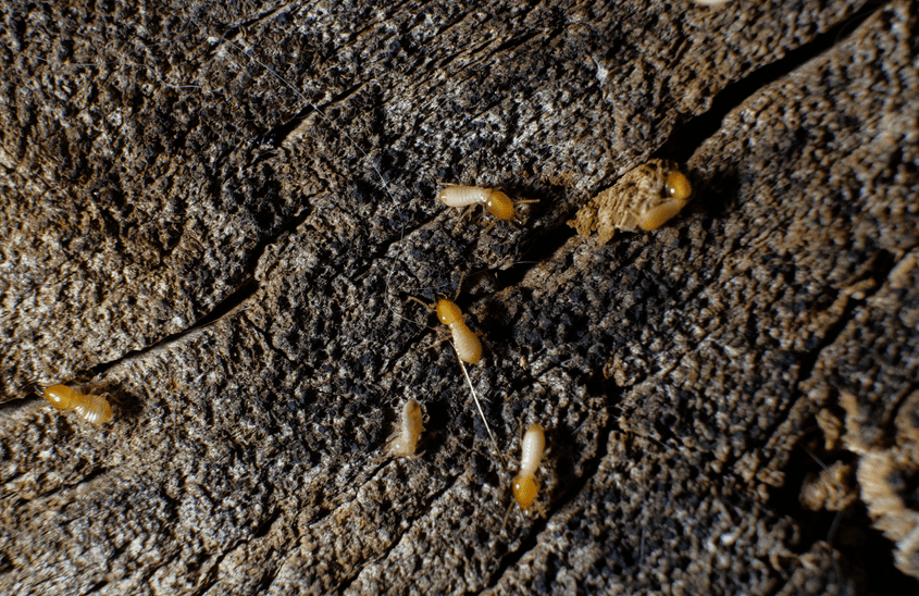 Read more about the article What causes termites and how to get rid of them?