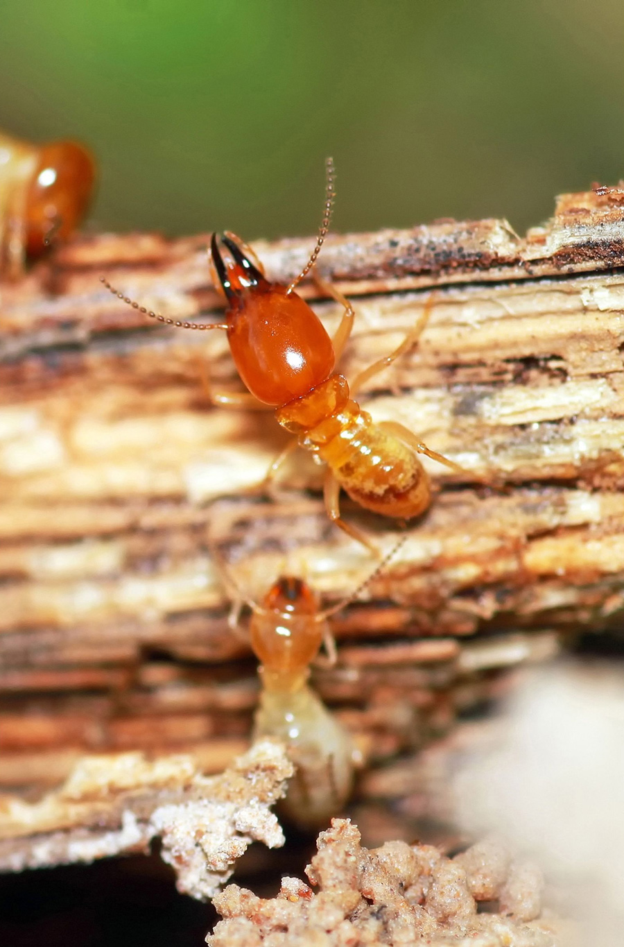 termite control singapore