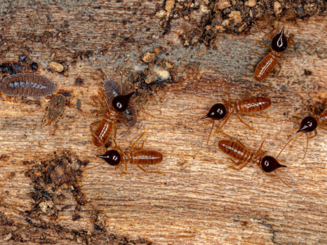 How Much Does Termite Control Cost In Singapore In 2026?
