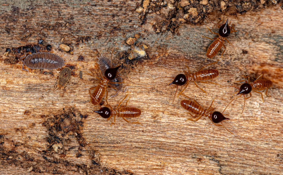 You are currently viewing How Much Does Termite Control Cost In Singapore In 2026?